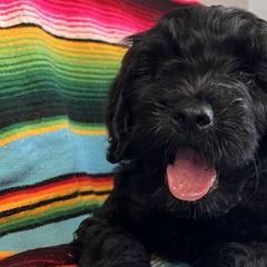 Double Doodles, Labradoodles, and Poodles from ETX Labracadabra Labradoodles