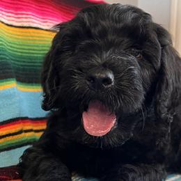Double Doodles, Labradoodles, and Poodles from ETX Labracadabra Labradoodles