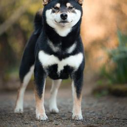 Fiona - Shiba Inu