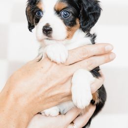 Companion Cross Puppies from The Darling Pup