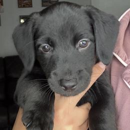 Georgie - Black male American Hunt Terrier puppy in Clearwater, Florida from Paradise Bay Hunt Terriers