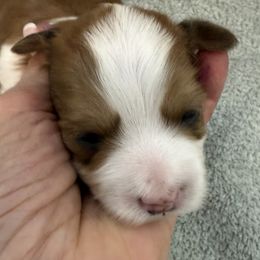 Carson - Red sable male Havanese puppy in Semmes, Alabama from Hayden's Havanese