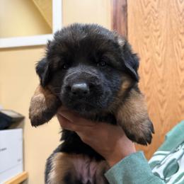 Rose - Black and tan female German Shepherd puppy in Brighton, Michigan from Szegi Haus K9 Solutions