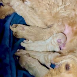 Abalone - Apricot female Goldendoodle puppy in Haltom City, Texas from Ohana Doodles