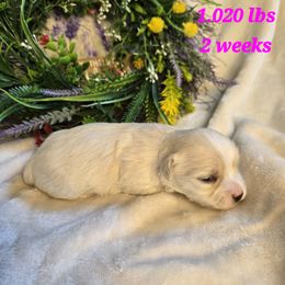 Blossom - White Havanese puppy in Trinity, Alabama from Tooties Cuties Havanese