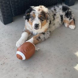 Australian Shepherd Puppies from Far Out Aussies