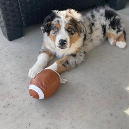 Australian Shepherd Puppies from Far Out Aussies