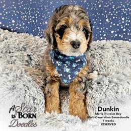Bernedoodle Puppies from A Star is Born Doodles