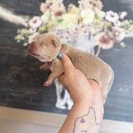 Boy 3 - Lilac dilute male Chinese Shar-Pei puppy in Lehigh Acres, Florida from Florida Wrinkles