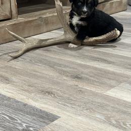 Australian Shepherd Puppies from Ace-High Australian Shepherds