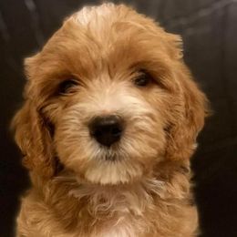 Boy 4 - Apricot Goldendoodle puppy in Lancaster, South Carolina from MJ's Designer Doodles