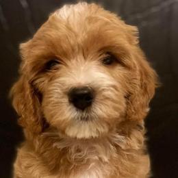 Boy 4 - Apricot Goldendoodle puppy in Lancaster, South Carolina from MJ's Designer Doodles