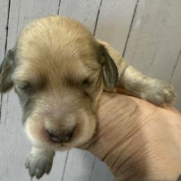 Waffle - Cream male Dachshund puppy in Salem, Oregon from Longdox Mini Dachshunds