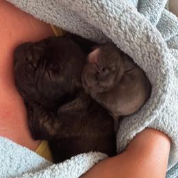 French Bulldog Puppies from Ayala’s