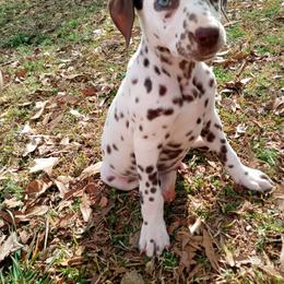 Dalmatian and Poodle Puppies from Cotton Top