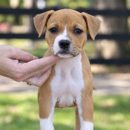 Girl 1 - Red female American Staffordshire Terrier puppy in St. Augustine, Florida from LBK & Ancient City