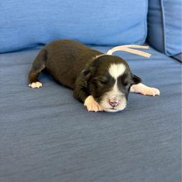 Endy - Black & white female Australian Shepherd puppy in Jacksonville, Florida from Autumn's Aussies