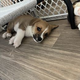 Pembroke Welsh Corgi Puppies from The Corgi Nest
