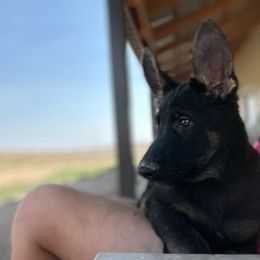 Purple Collar - Black and tan German Shepherd puppy in Wellington, Colorado from Altvater German Shepherds