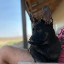 Purple Collar - Black and tan German Shepherd puppy in Wellington, Colorado from Altvater German Shepherds