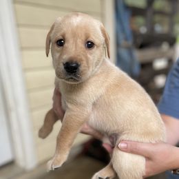 Black Collar - Yellow female Labrador Retriever puppy in Burlington, New Jersey from Tall Oaks Labs