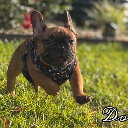 French Bulldog Puppies from Elite Sweet Frenchies