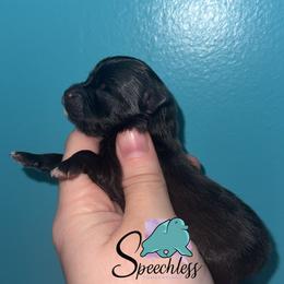 Rita - Black female Pomeranian puppy in Perry County, Ohio from Speechless Pom’s