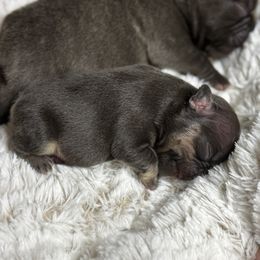 Pip - Tricolors female French Bulldog puppy in Billings, Montana from Yellowstone Frenchies