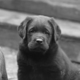 French Bulldog and Labrador Retriever Puppies from Gainesfield Labradors