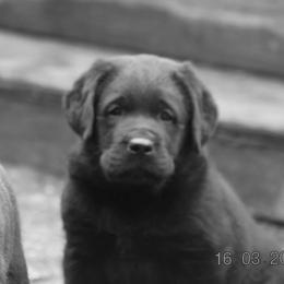 French Bulldog and Labrador Retriever Puppies from Gainesfield Labradors