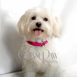 Dahlia - Maltese