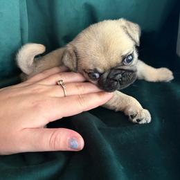 Tilly - Fawn female Pug puppy in Arkansas, Kansas from Kansas AKC Pug puppies