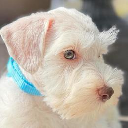 Cupid AKC Mini Schnauzer Male (Temperament tested) - Liver male Miniature Schnauzer puppy in Temple, Texas from Schnauzers Of Taylor