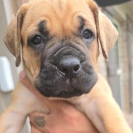 Teal Collar - Fawn female Cane Corso puppy in Granbury, Texas from La Muerte Corso Kennel