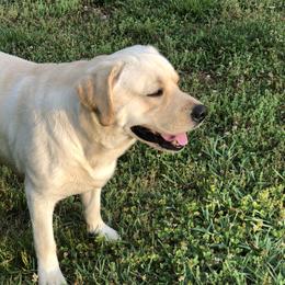 Labrador Retrievers from Trust in the Lord Labradors