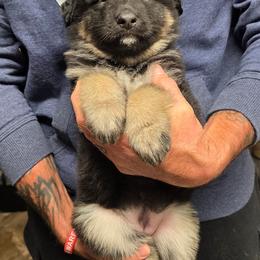 Aston Martin - Green girl - Black and beige female Shiloh Shepherd puppy in Charlo, Montana from IdleWilde Shilohs