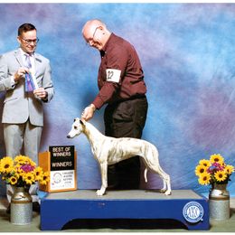 Saluki and Whippet All Grown Up from Aeolus Salukis & Whippets