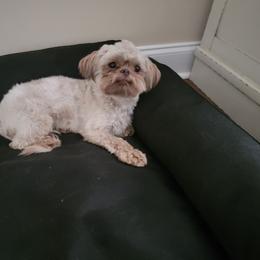 Ruby - Shih Tzu