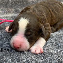 Catalina - Tri-color female Bernedoodle puppy in New Ringgold, Pennsylvania from Hawk Mountain Doodles