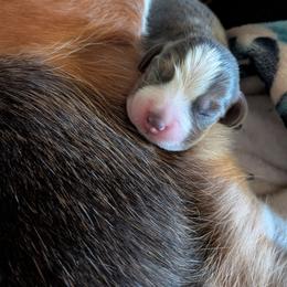 Gentry - Blue tan and white male Beagle puppy in Jerome, Missouri from Beam's Beagles