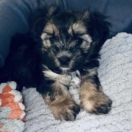 Cinnamon Roll - Black & tan tri-color female Morkie puppy in Tampa Bay, Florida from Woodpecker Ridge Pups