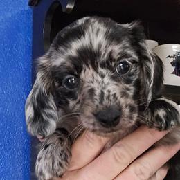 Black dapple - Dapple female Dachshund puppy in Port Charlotte, Florida from Vicki's Dachshund Crossing