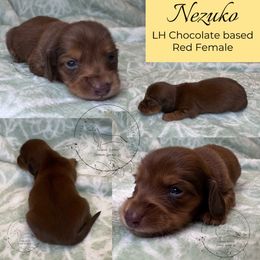 Nezuko - Chocolate female Dachshund puppy in Denham Springs, Louisiana from Rockin’ with Dachshunds