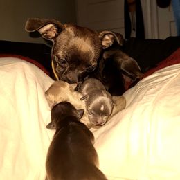 Chihuahua Puppies from Fenomenal ChiChis