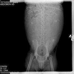 Miniature Schnauzer Puppies from The Blue Eyed Schnauzer