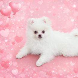 Otis Merle Male AKC - White male Pomeranian puppy in Las Vegas, Nevada from POM SOCIETY