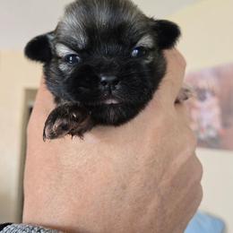 Hallow - Sable female Tibetan Spaniel puppy in Billings, Montana from Embershine Tibetan Spaniels