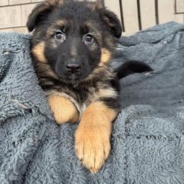 Indie - Black and red female German Shepherd puppy in Garland, Maine from Vom Schön Traumhund