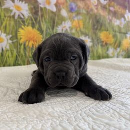 Hanna - Gray female Cane Corso puppy in Loogootee, Indiana from Walnut Creek Cane Corso