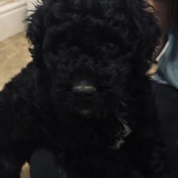 Love Bug - Black female Goldendoodle puppy in Waterloo, Illinois from Dreamy Doodles
